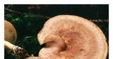 Несколько рецептов приготовления грибов млечников Грибы млечники съедобные и несъедобные