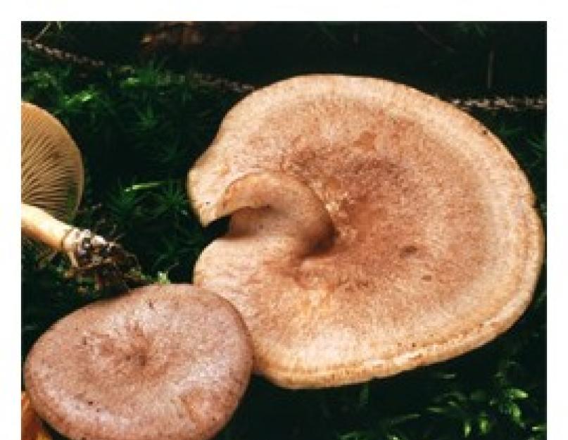 Грибы рода Млечники: фото и описание видов. Несколько рецептов приготовления грибов млечников Грибы млечники съедобные и несъедобные